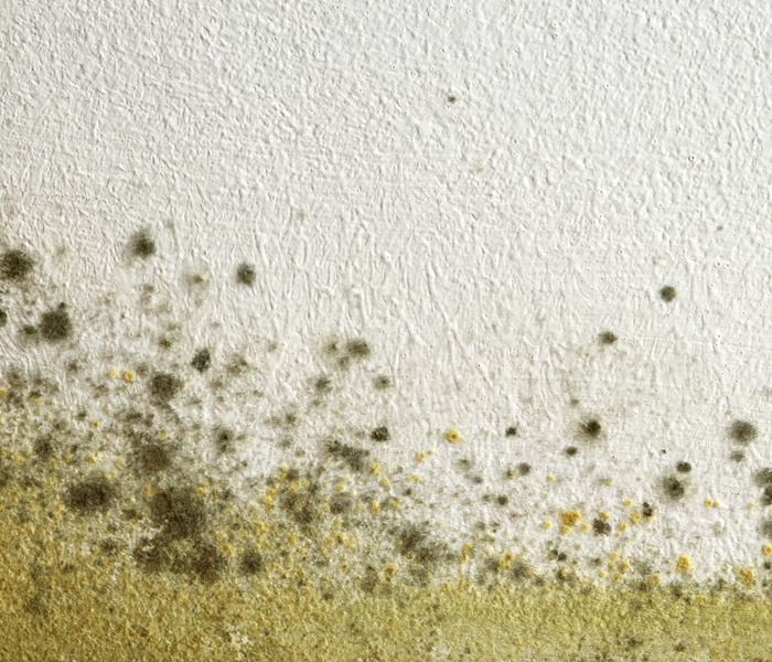 Green and yellow mold growth.