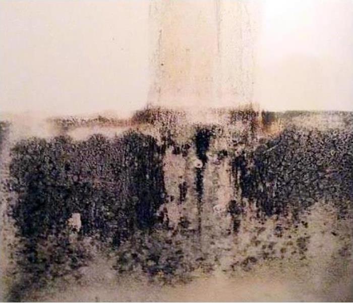 Black mold growth on a wall