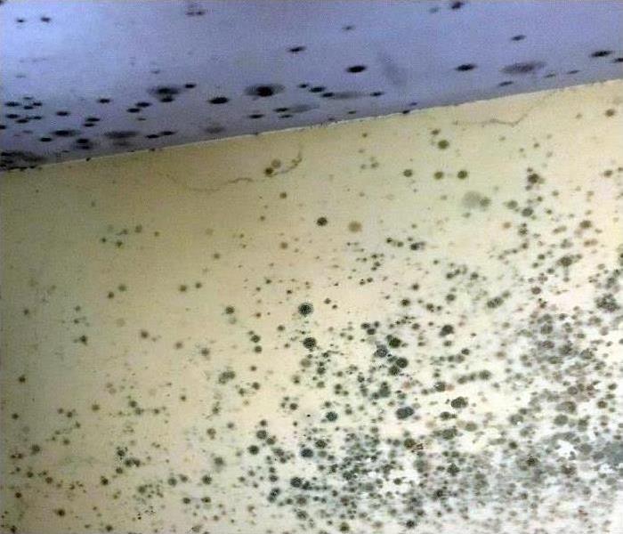 Mold growth on wall and ceiling